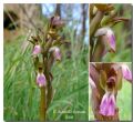 Anacamptis collina